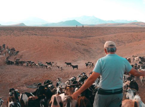 El Gobierno canario abona 1,5 millones a los ganaderos productores de leche afectados por la pandemia