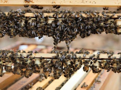 El Gobierno canario concede 539.000 euros a los productores de miel de abeja negra