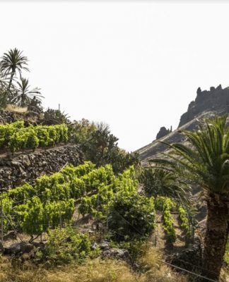 ‘El Cabildo incorpora 150 mil euros para mejoras en infraestructuras vitivinícolas de La Gomera