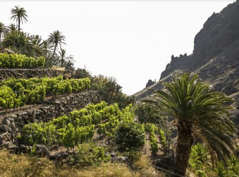 ‘El Cabildo incorpora 150 mil euros para mejoras en infraestructuras vitivinícolas de La Gomera
