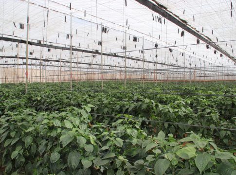 El Gobierno canario convoca ayudas valoradas en 3,4 millones para la suscripción de seguros agrarios combinados