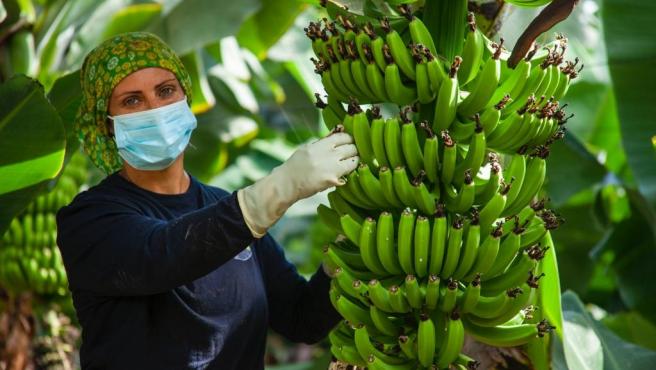 Asprocan celebra el compromiso del Senado para "blindar" el futuro del plátano canario