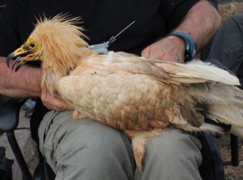 Transición Ecológica promueve la protección del guirre con una campaña de marcaje de ejemplares