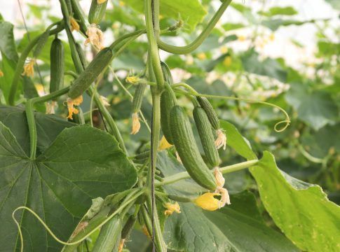 El Gobierno canario destina 5 millones de euros a la comercialización exterior de productos agrícolas