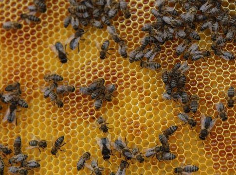 El sector apícola recibe 170.000 euros de ayuda del Gobierno canario