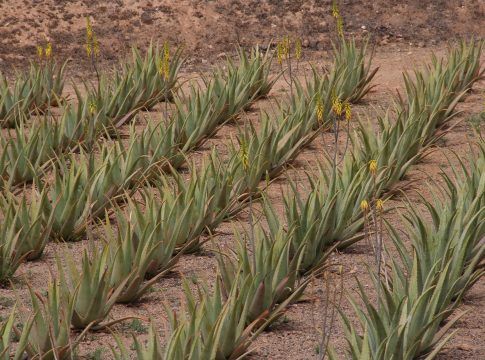 El Gobierno canario destina 83.000 euros a 31 productores de aloe vera, olivo y cochinilla con DOP