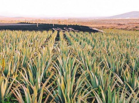 El Cabildo apuesta por consolidar el mercado del aloe vera en Fuerteventura