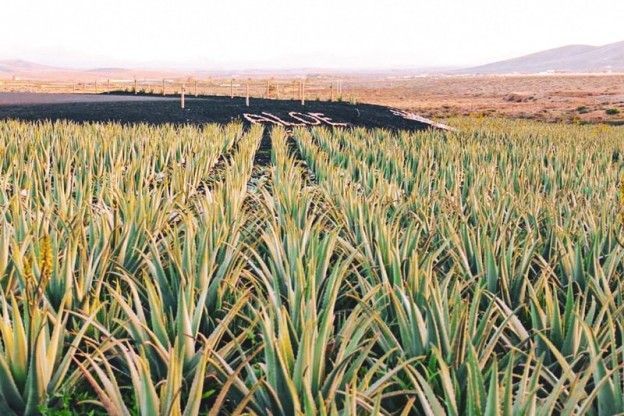 El Cabildo apuesta por consolidar el mercado del aloe vera en Fuerteventura