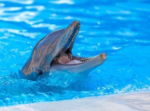 ¿Cuántos años tiene un delfín? Loro Parque participa en una investigación que logra determinar la edad de los cetáceos a partir del estudio de su ADN