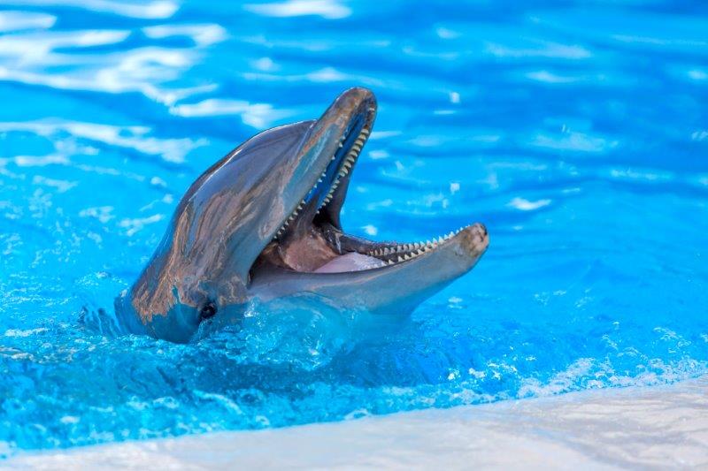 ¿Cuántos años tiene un delfín? Loro Parque participa en una investigación que logra determinar la edad de los cetáceos a partir del estudio de su ADN