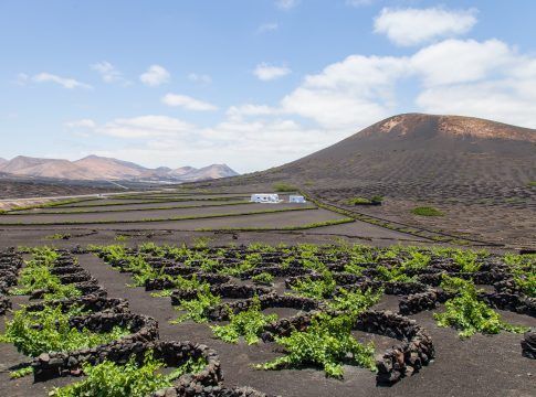 El Gobierno canario destina 3 millones de euros al cultivo de la viña por hectárea