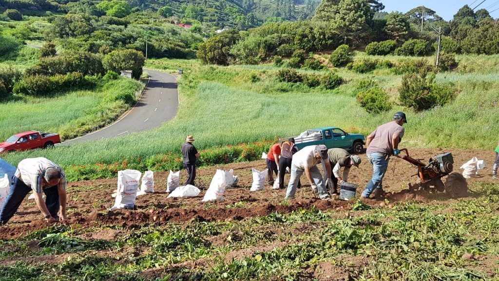 Canarias destina a los jóvenes agricultores  6,5 millones de euros