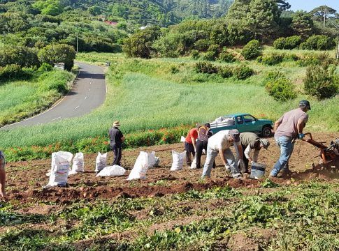 Canarias destina a los jóvenes agricultores  6,5 millones de euros