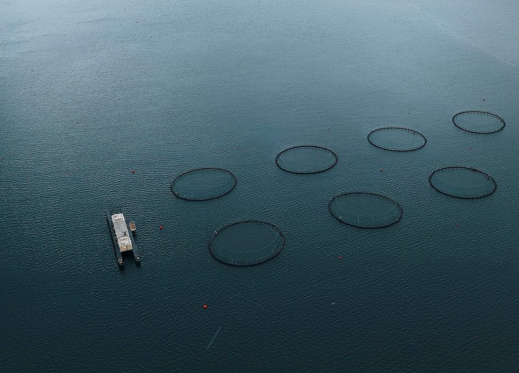 El Gobierno regional aborda el desarrollo de la acuicultura y la economía azul en las Islas