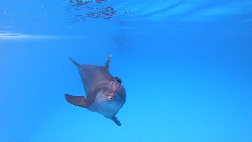 Loro Parque participa en el estudio sobre bienestar de cetáceos más grande de la historia