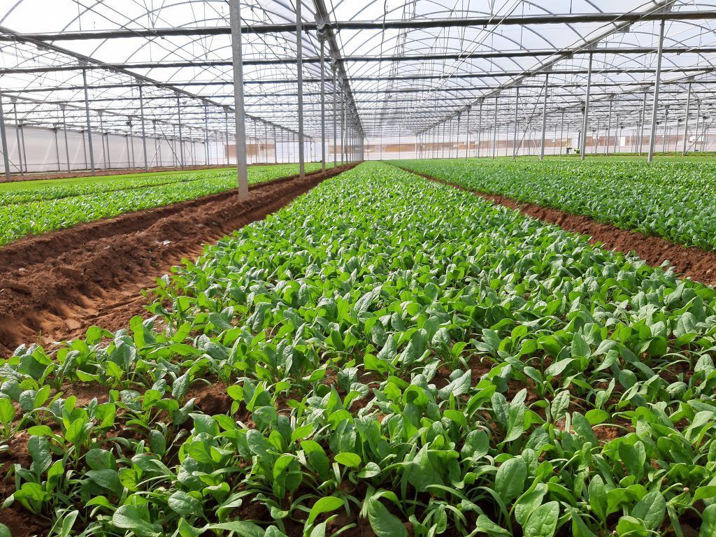 El ITC promueve el enriquecimiento de suelos de cultivo con biocarbón elaborado a partir de residuos agrícolas