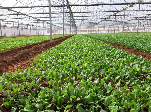 El ITC promueve el enriquecimiento de suelos de cultivo con biocarbón elaborado a partir de residuos agrícolas