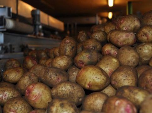 Asaga alerta de que hay cinco millones de kilos de papas de Canarias sin vender