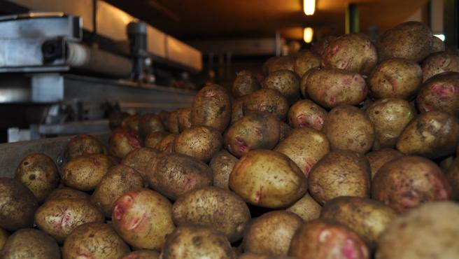 Asaga alerta de que hay cinco millones de kilos de papas de Canarias sin vender