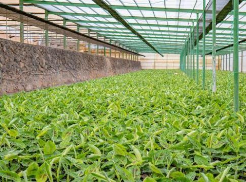 Cultesa garantiza la reposición de la platanera afectada por el viento y el incendio en La Palma
