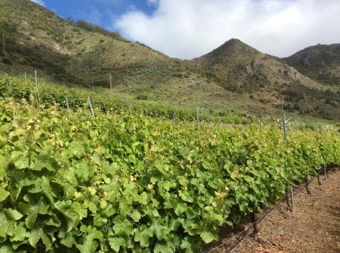 El nuevo Pliego de Condiciones de la DOP Islas Canarias pone en valor la singularidad de los Canary Wine