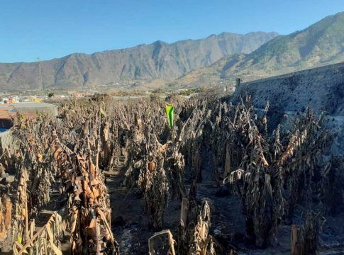 La organización del sector platanero posibilita la continuidad de las producciones dañadas en La Palma