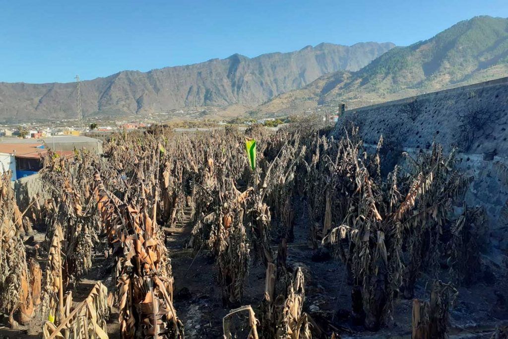 La organización del sector platanero posibilita la continuidad de las producciones dañadas en La Palma