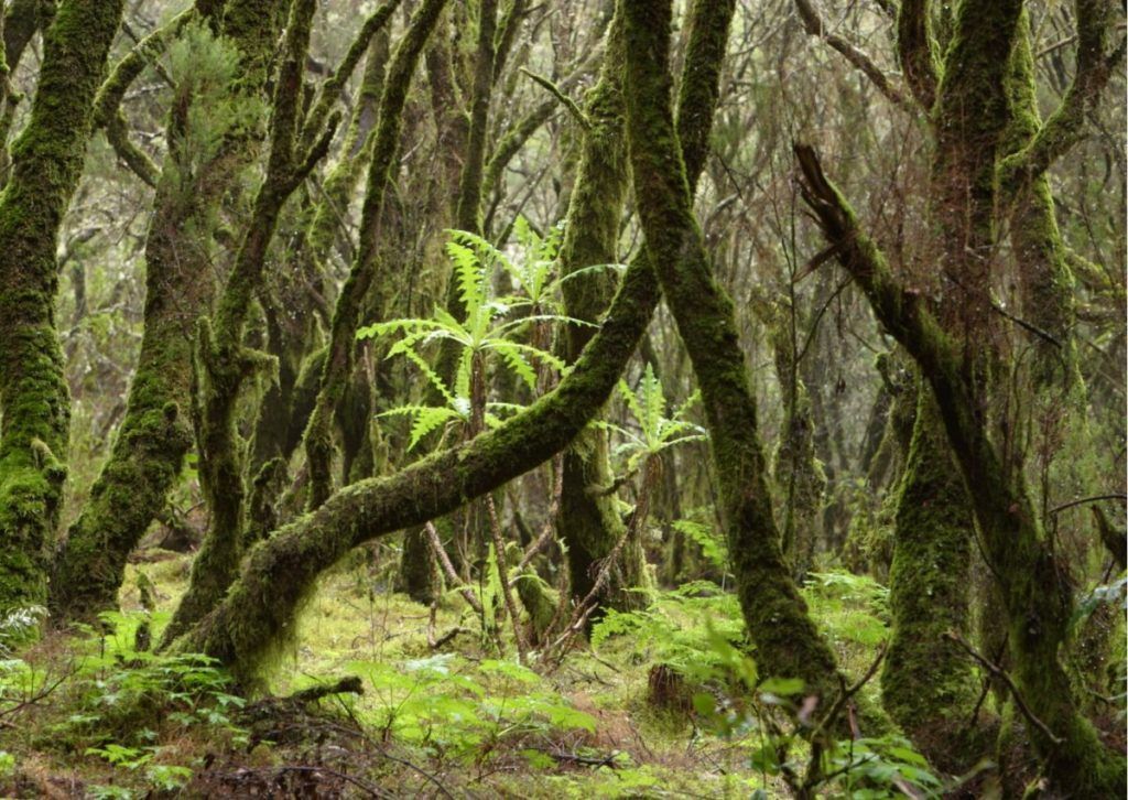 Transición Ecológica inicia el trámite de consulta del PRUG del Parque Nacional de Garajonay