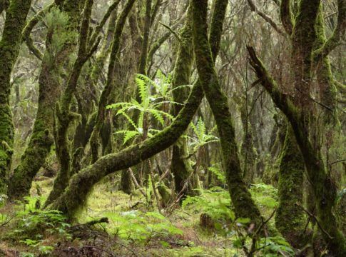 Transición Ecológica inicia el trámite de consulta del PRUG del Parque Nacional de Garajonay