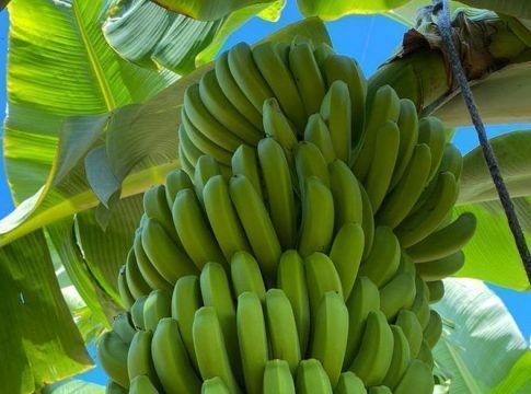 El Gobierno canario convoca ayudas para la producción ecológica en agricultura y ganadería