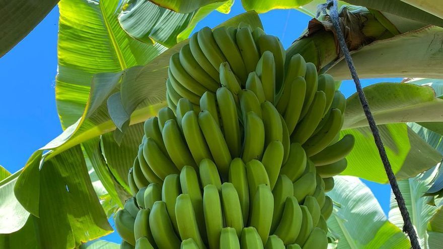 El Gobierno canario convoca ayudas para la producción ecológica en agricultura y ganadería
