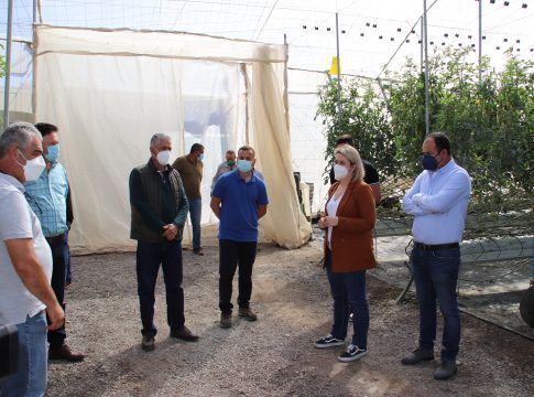El Gobierno de Canarias abona los 720.000 euros a los productores de tomate afectados por el mildiu
