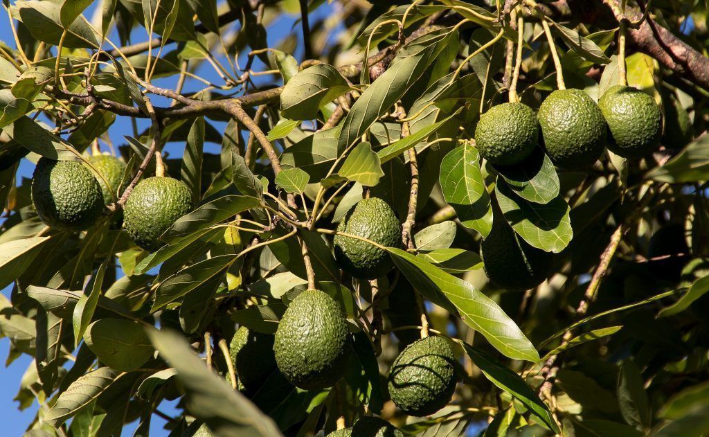 Los agricultores podrán usar fitosanitarios a base de spirotetramat 10% contra la cochinilla del aguacate