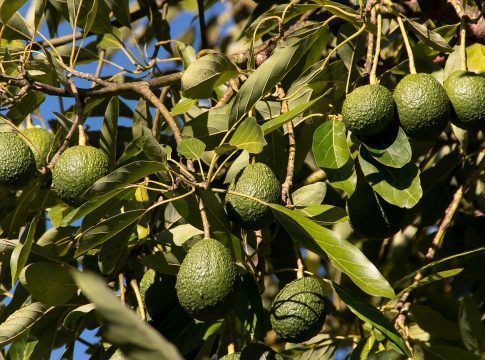 Los agricultores podrán usar fitosanitarios a base de spirotetramat 10% contra la cochinilla del aguacate