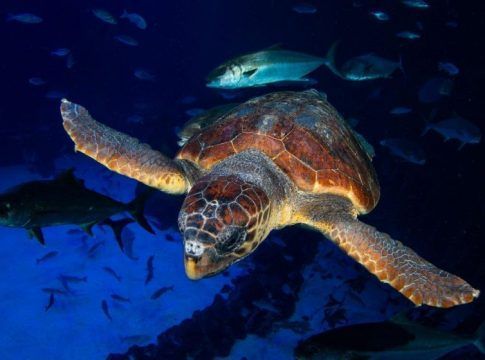 Una tortuga encontrada en estado crítico se recupera en Poema del Mar antes de ser devuelta al mar