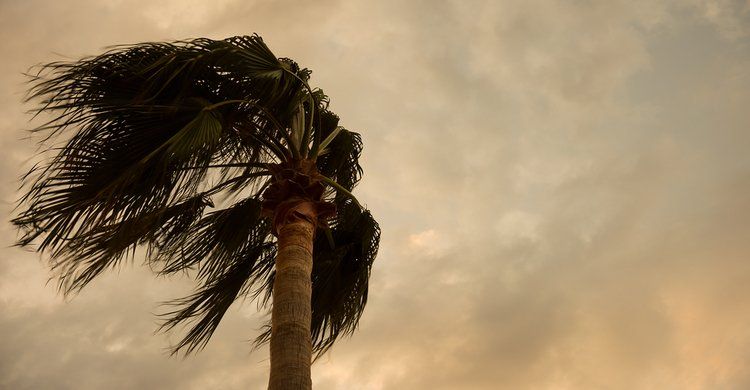 Agroseguro prevé más de 10 millones en indemnizaciones por calor en Canarias