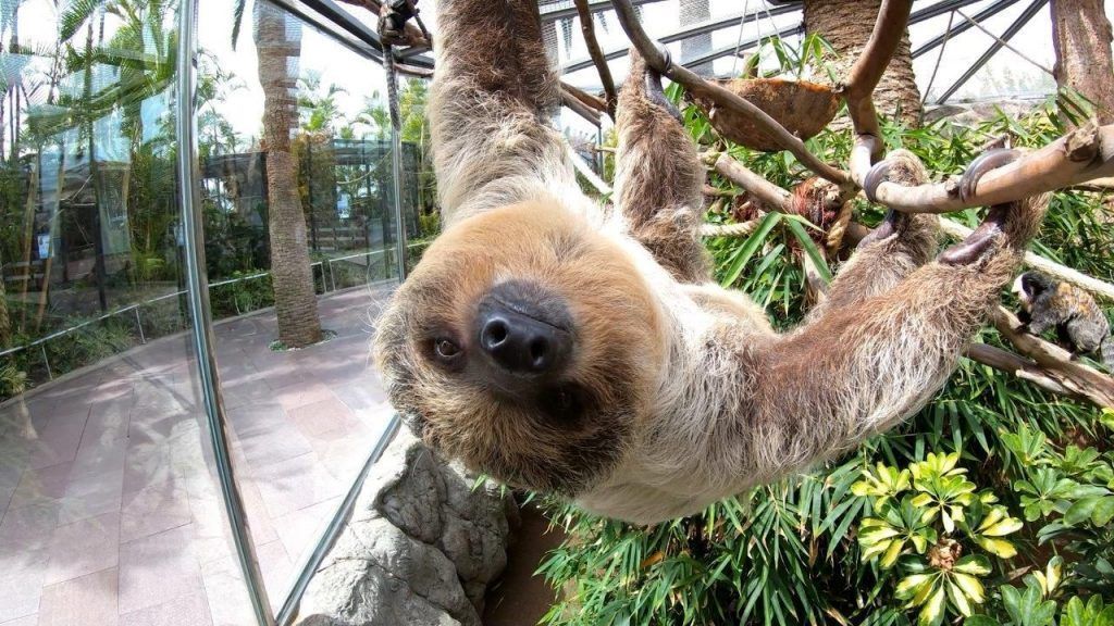 Loro Parque conmemora el Día Internacional del Perezoso con un espectacular vídeo en la instalación de estos animales tan lentos como fascinantes