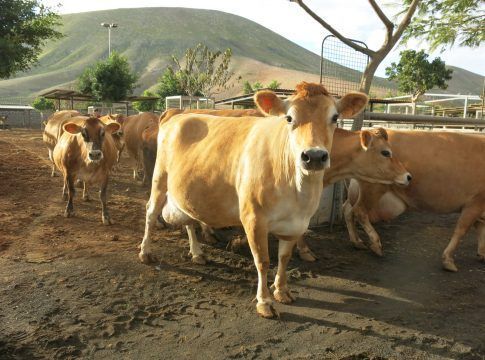 El Gobierno canario convoca ayudas para el sector vacuno
