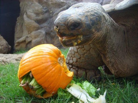 El plan perfecto para celebrar Halloween está en Loro Parque