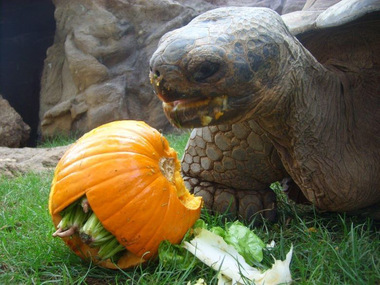 El plan perfecto para celebrar Halloween está en Loro Parque
