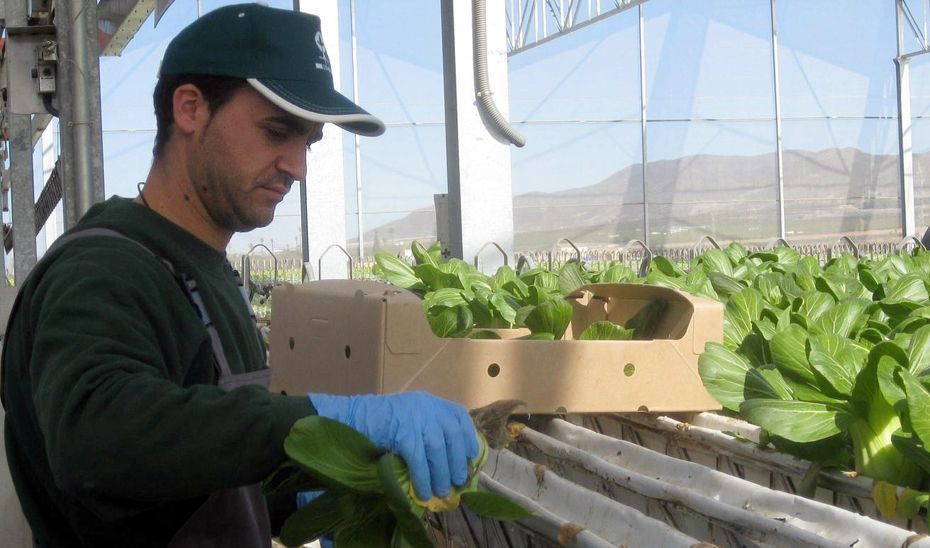 La Junta convoca ayudas por 80 millones para jóvenes agricultores y eleva la cuantía máxima