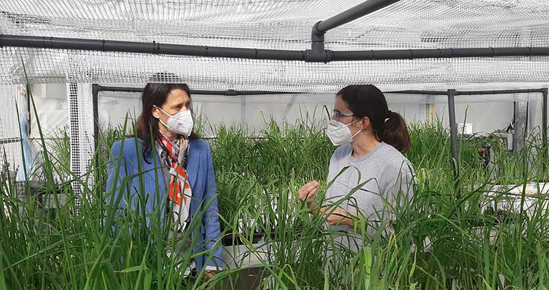 La estación experimental de BASF en Utrera sigue incorporando tecnología para investigar