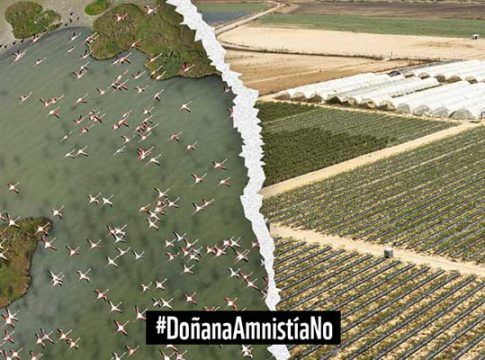 WWF denuncia ante la CE la propuesta de amnistiar a agricultores ilegales en Doñana