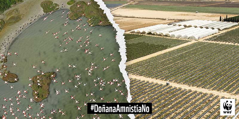 WWF denuncia ante la CE la propuesta de amnistiar a agricultores ilegales en Doñana