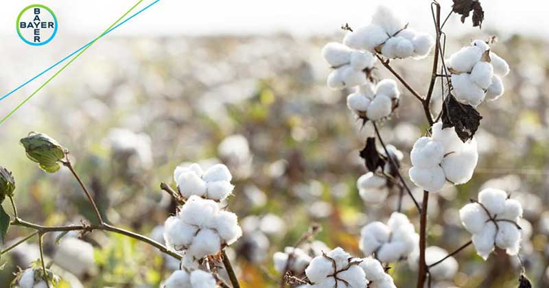 Publicada la orden para el pago específico al cultivo del algodón que cuenta con 59,594M€