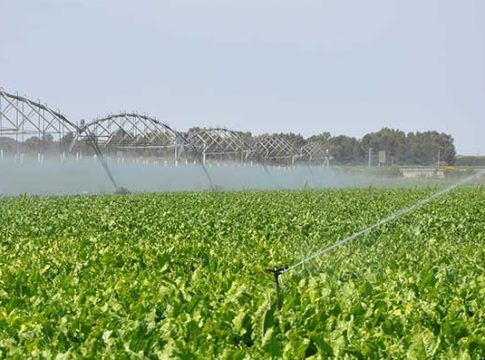 Las lluvias impulsan la siembra de remolacha en Andalucía que ya superan las 7.100 hectáreas