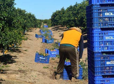 España propone en Bruselas tratar en frío las importaciones de cítricos de Sudáfrica para evitar plagas