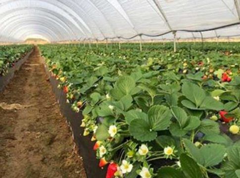 Aplauden la Proposición de Ley «que salvará tierras agrícolas históricas del Condado de Huelva»