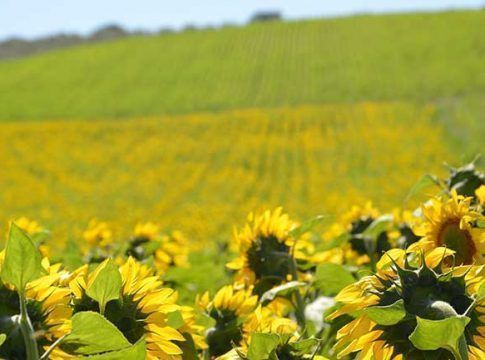 Lidea presenta en Andalucía su nueva gama de girasol, fruto de su apuesta por la investigación e innovación