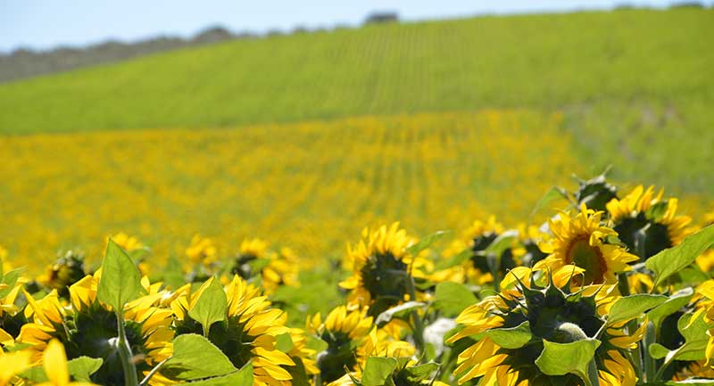 Lidea presenta en Andalucía su nueva gama de girasol, fruto de su apuesta por la investigación e innovación